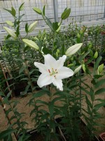 [5342 Snow Patrol 16 ST No01 No.JPG]